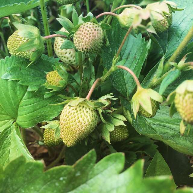 Cormier’s Berry Patch ca.PickYourOwn.farm Cormier’s Berry Patch ca.PickYourOwn.farm